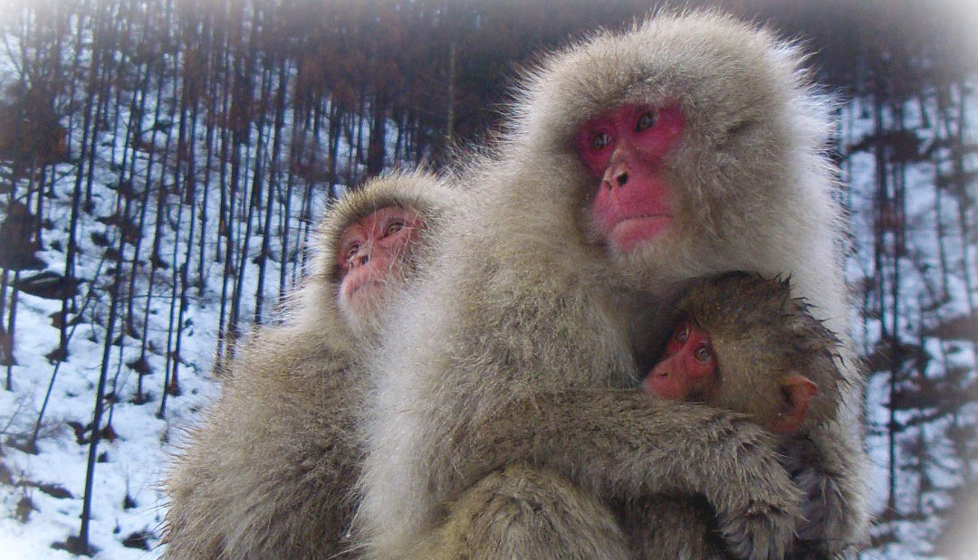 Surviving Siberia – get the right coat!