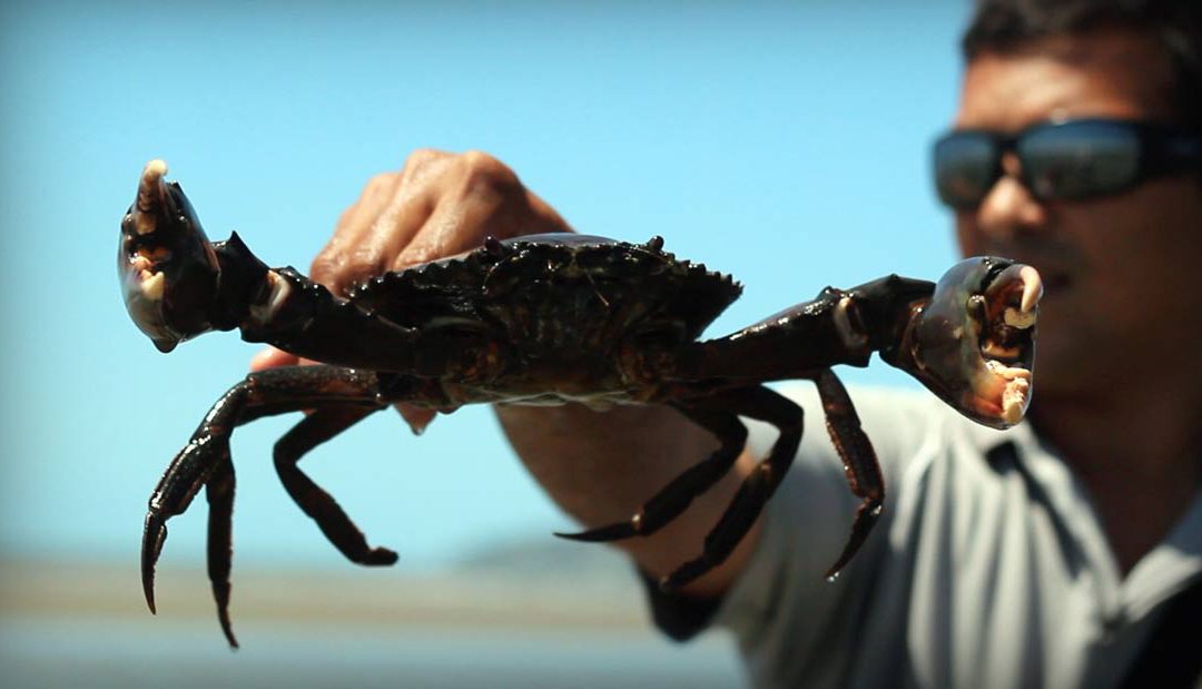 Of mangrove mud crabs and big city bar tabs, the Mighty Australian Road Trip – Part 2