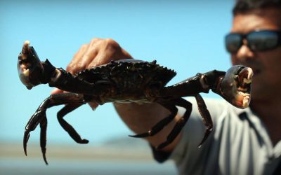 Of mangrove mud crabs and big city bar tabs, the Mighty Australian Road Trip – Part 2