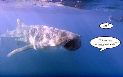 5 crazy whale shark facts
