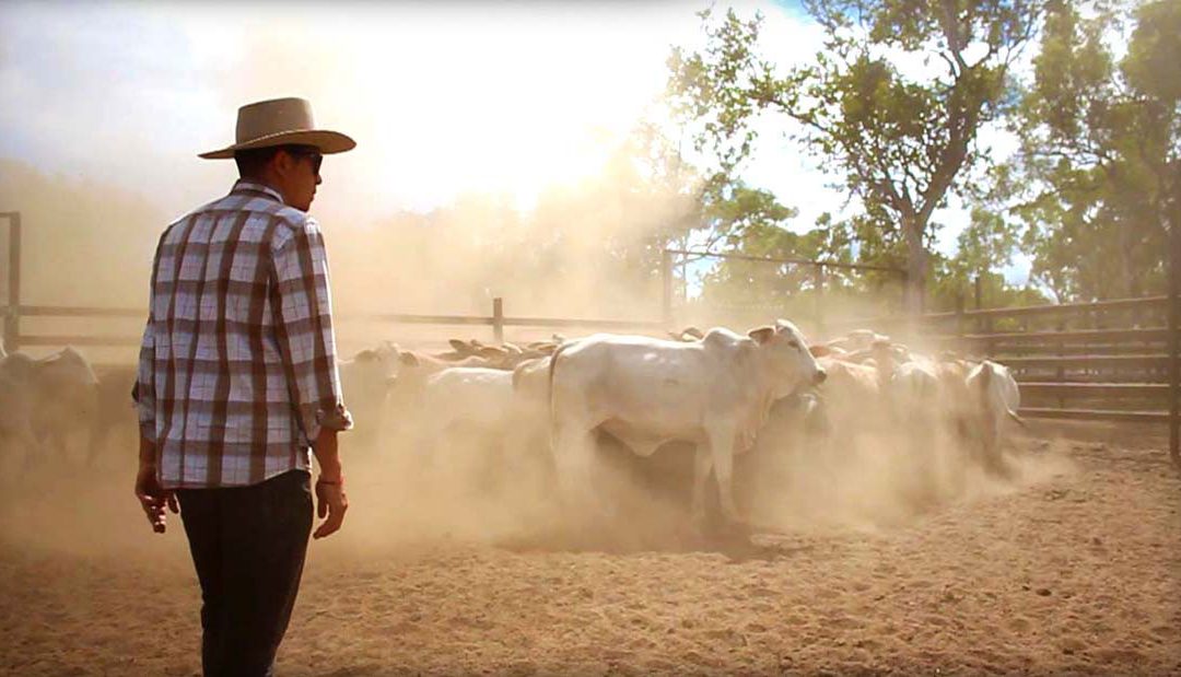 The unsung heroes of Australia’s cattle country