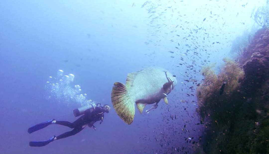 The Magic of Diving Shipwrecks in North Queensland