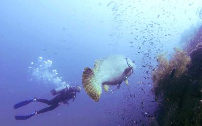 The Magic of Diving Shipwrecks in North Queensland